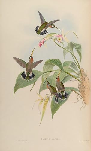 Tableau oiseau Glaucis Ruckeri de John Gould : créez une ambiance cabinet de curiosités