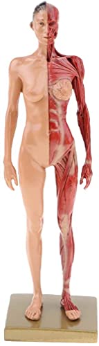 Image of BONEW 30CM Male and Female Resin Human Anatomical Anatomy Skull Head Body Model Muscle Bone Model Medical Lab Reference Model Red (Female)