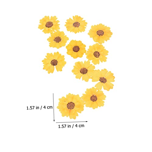 Flores secas pressadas para manualidades 72 pcs EXCEART miniatura 7