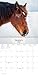 2027 Horses Wall Calendar