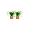 Cyperus Zumula Kattengras, kamerplant in beige mand, hoogte +/- 25 cm, inclusief pot, diameter 12 cm, diervriendelijke…