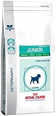 pediatric junior large dog