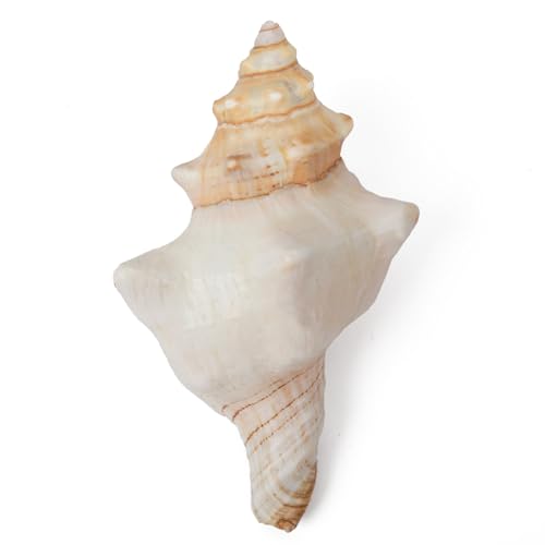 Große natürliche Muscheln, große Ozeanmuscheln, 13-18 cm, Jumbo-Muscheln, perfekt für Hochzeitsdekoration, Strand-Mottoparty, Heimdekorationen, Bastelarbeiten, Aquarium- und Muschelsammler (C-1PCS)