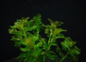 ヒロハノエビモ 5本 （冬でも枯れないメダカ水草の新スタンダード 産卵にも） 無農薬 無害虫 日本の水草