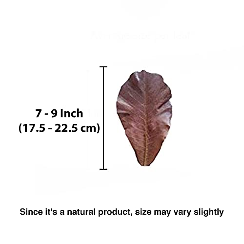 SunGrow 10 Pack Axolotl Indian Almond Leaves for Aquarium, 5-Inches, Catappa Leaf Soothes Pet’s Slime Skin, Aquarium… - Image 4