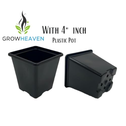 Image of Live Peace Lily Plant Flower Plants Peacelilly Plant Indoor Outdoor FlowerIng Plant With Black plastic Pot For Home & Garden Decore Pack Of 1 (LIVE PEACE LILY PLANT) (peace lily)