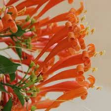 BONOBITHI Orange Flame Vine Orange trumpet Vine Flaming Trumpet Vine - Creepers & Climbers Flower Plant Orange Bignonia Pyrostegia Venusta Bignonia Venusta Live Plant (B0BSMS2RCW) Amazon Price History, Amazon Price Tracker