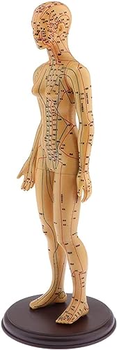 Xaronf Human Body Acupuncture Model cover