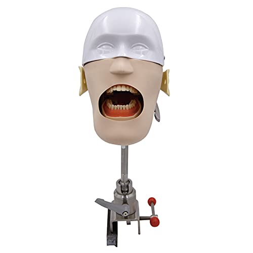 Modelo de Cabeza de Fantasma Dental: La herramienta perfecta para practicar odontología con precisión 2 Kits de cuidado bucal