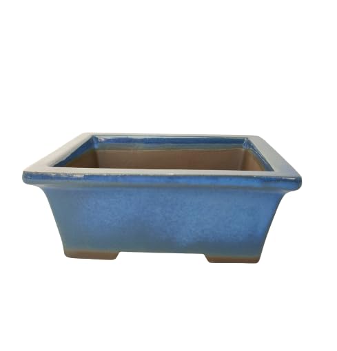 Maceta Bonsái en Colores Mixtos Ideal para tu Colección