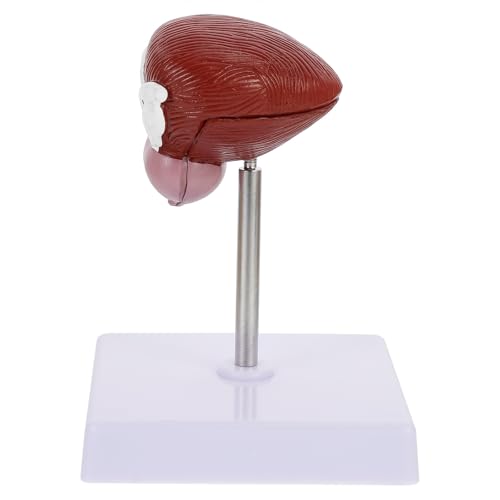 Modèle anatomique de vessie VALICLUD en plastique marron pour cours de physiologie