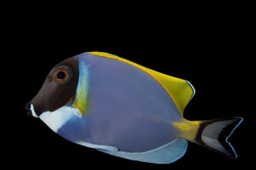 Powder Blue Tang, Live Saltwater Fish, 1.5-2.5 inches, Reef Safe, for 120+ Gallon Tanks