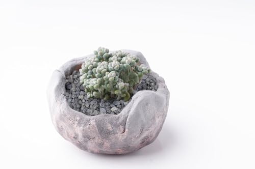 Boniosz 2.4lb Black Horticultural Lava Rock Soil Additive for Cacti, Vase Fillers, Succulents and Terrarium Plants - No Dyes or Chemicals - 100% Pure Volcanic Rock