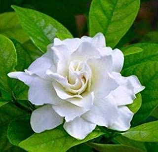 BHARAT HERBS CARE Gardenia Ananta Dwarf Plant/Cape jasmine/Ganghraj (1 live plant in bag) (B0957YG7FB) Amazon Price History, Amazon Price Tracker