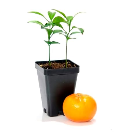 Gerald Winters and Son Satsuma Mandarin Tree - Pot of 2 Starter Plants. Citrus unshiu. 3'' - 5'', Orange Cover