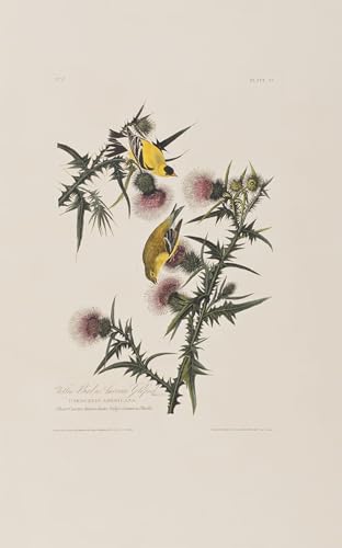 Lienzo de aves de América para decorar un despacho elegante
