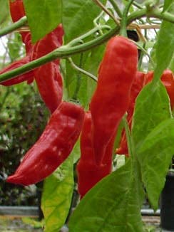 Mexikanische Salsa - Samenset mit 3 authentischen Zutaten für den scharfen Dip