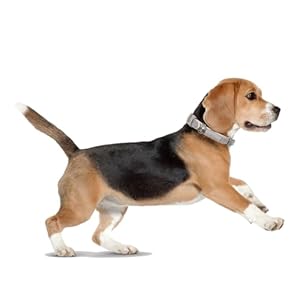 Dog Collar,Cat Collar,Sparkling Rhinestones Dog Collars Adjustable Pet Collars for Puppy Kitten Small Medium Dogs&Cats (S, Silver)