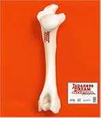 Amazon.co.jp: 黒沢健一: ミュージック