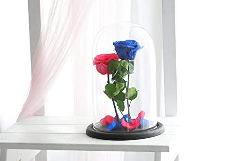 Two Beauty and the beast roses, Live Forever Rose, Enchanted Rose, Rose in glass dome, Forever rose, Rose in Glass, preserved rose, preserved flower, Raspberry rose, Navy Rose
