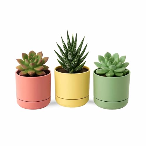 Macetas para Cactus de plástico, Mini Maceteros Pequeños para platas, Macetas Decorativas, No Incluyen Las platas, Incluye Plato Integrado, 16 cm Alto x 14 cm Diámetro, Pack 3 Unidades