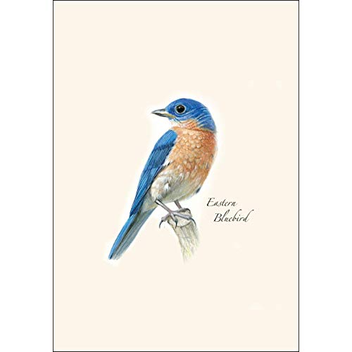 Image of Earth Sky + Water - Bluebird Notecard Set II - 8 Blank Cards with Envelopes