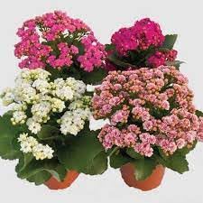 Sk Shop Kalanchoe Flower Live Plant (Combo Pack Of 4) (B0CS6DTGK4) Amazon Price History, Amazon Price Tracker