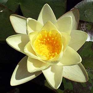 Ninfea Marliacea Chromatella pianta viva a radice nuda – Fiore acquatico giallo chiaro – Per laghetti, stagni, fontane – Ninfea rustica resistente, crescita facile, spedizione veloce