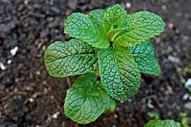 See full amazon price history chart for Audbhidhi Pudina Mint Herbs Seeds Suitable For Home Gardening (20 Seeds Pack) Audbhidhi Pudina Mint Herbs Seeds Suitable For Home Gardening (20 Seeds Pack) (B0B77L5NX3) Amazon Price History, Amazon Price Tracker
