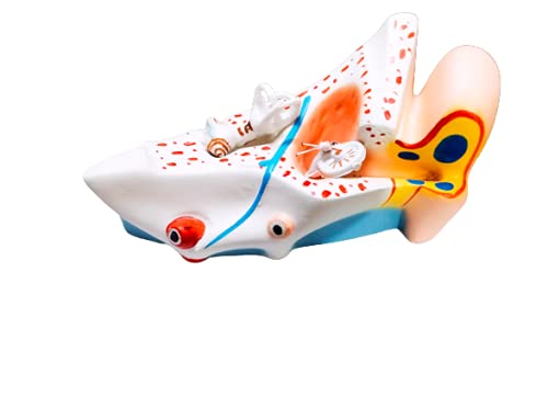 Anand traders human ear model, 3D model for educational purpose (B09FSV1SMW) Amazon Price History, Amazon Price Tracker