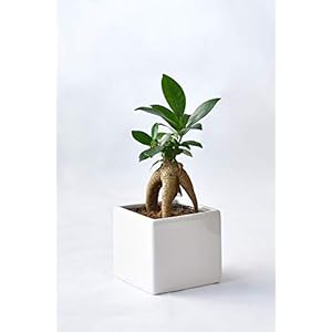直射日光や暑さに強い観葉植物や花 屋外ベランダで育てられる植物のおすすめランキング わたしと 暮らし