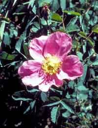 Amazon.com : Rosa woodsii: Wood's Rose Seeds : Flowering Plants