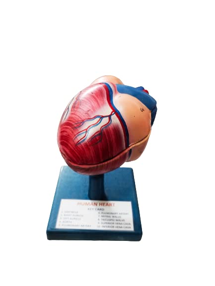 anand traders human heart 3D model with disectable parts (B08H5LDLJQ) Amazon Price History, Amazon Price Tracker