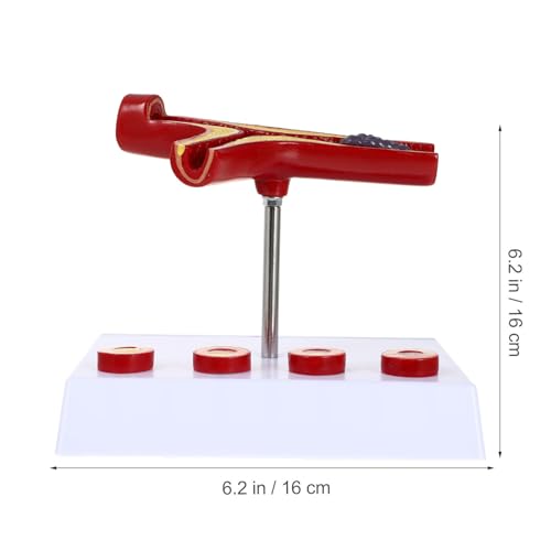 Image of Gatuida Human Blood Vessel Model Vascular Model PVC Tool Human Body Human Cardiovascular Model