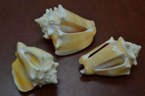 3 PCS ASSORT Cut Sliced Strombus PUGILIS Shell Beach Decor 2