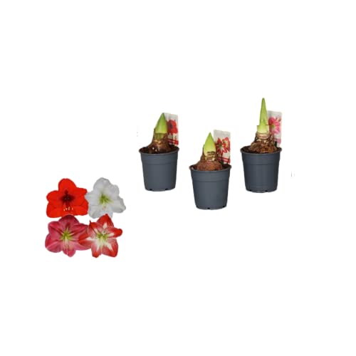 3 x Mix Colour Amaryllis Plants Hippeastrum Bulbs Star Lily in 10cm Pots