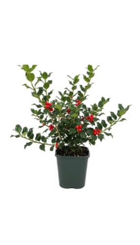 Planta DECOALIVE Acebo Natural Perfecta para Dar un Toque Verde y Festivo a tu Hogar