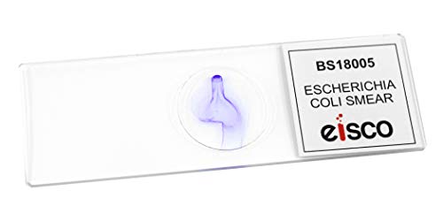 Image of EISCO Escherichia Coli Smear, Gram Stain - Prepared Microscope Slide - 75 x 25mm - Biology & Microscopy