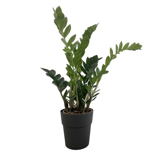 Zamioculcas Zamiifolia - Pianta Vera da Interno 60 cm - Vaso 17 cm - Resistente e Purificatrice d’Aria (Nero)