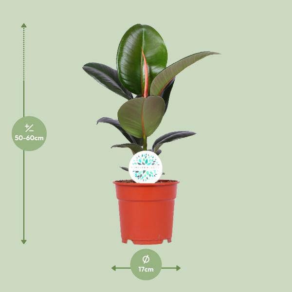 Gummibaum Ficus Elastica Robusta Zimmerpflanze Ø17 cm 55 cm