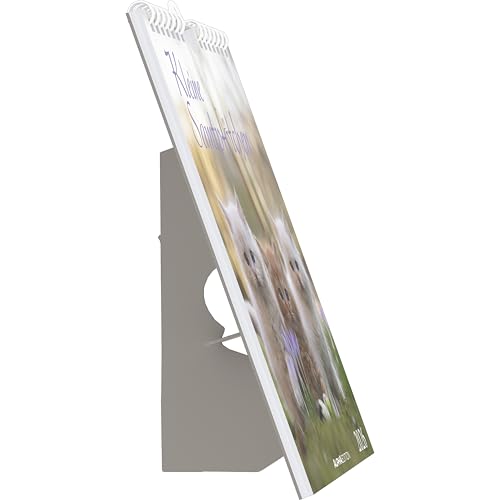 Alpha Edition - Kleine Samtpfötchen Kalender 2026 – Postkartenkalender 16×17 cm mit Katzenmotiven, zum Aufstellen oder Aufhängen, niedlicher Tischkalender & Geschenkidee für Katzenliebhaber