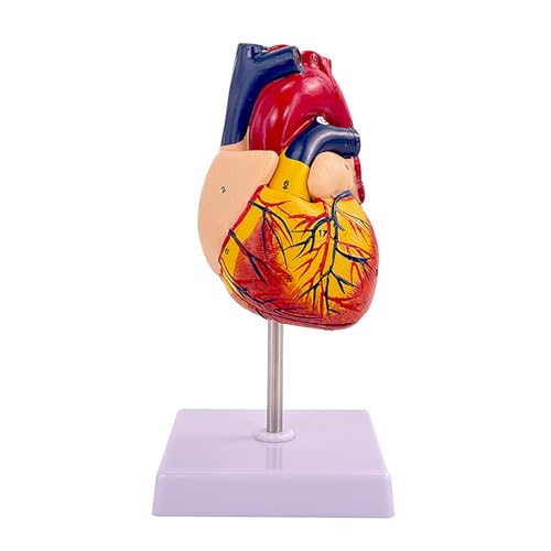 Human Heart Model with 34 Digital IDs