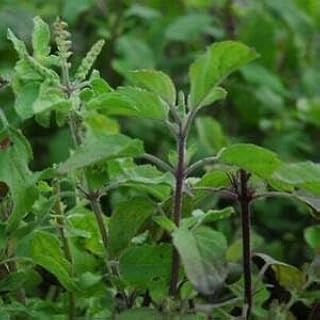 TULSI/Indian Green HOLY Basil 100 Seeds Culinary Stress Remedy