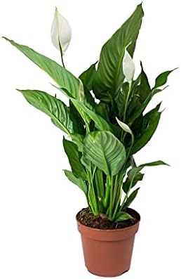 Planta Natural Lirio de la Paz o Espatifilo