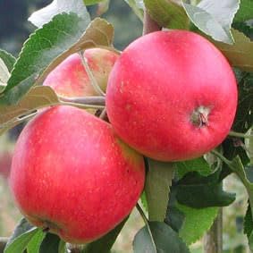 Pink Lady Apple Tree, Bareroot Fruit Tree, 2 Feet Tall