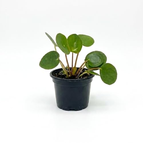 ragnaroc Chinese Money Plant Live Chinese Money Tree Pilea Peperomioides 2 Plug Starter Plant Easy Care Indoor House Plant Unique Round Leaf Indoor Plant for Home & Office Decor