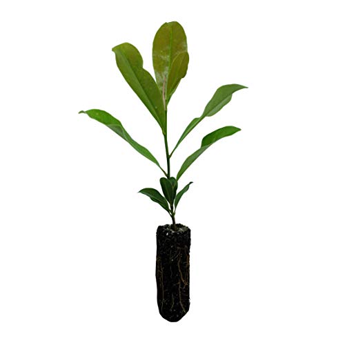 Southern Magnolia | Medium Tree Seedling | The Jonsteen Company
