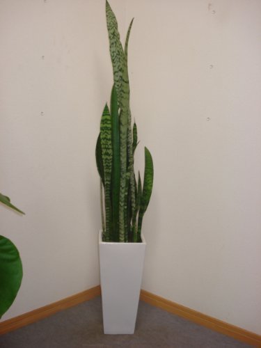 OXNGA픫dđ^󏭃TXxA [jJ^100cmOi8j