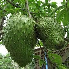 zumari 100 semillas de frutas tropicales de guanábana gigante