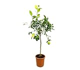 Limonero Meyer M27 | Planta Cítrica natural 100-130cm | Frutas Jugosas y Aromáticas | Ideal para Jardín y Terraza